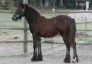 Dales Pony