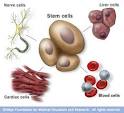 What exactly is Cord Blood Banking? « Corpus Callosum