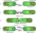Bacterial conjugation - Wikipedia, the free encyclopedia