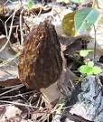 Leelanau.com Blog » Morel Madness!