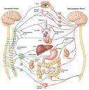 Nervous System Intro