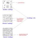 Cartilage and Its Types
