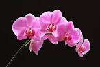 The Pink Orchid Photograph by Juergen Roth - The Pink Orchid Fine ...