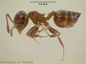 The Acrobat Ant | Florida Ants