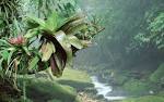 Free Bromeliads Bocaina National Park Atlantic Rainforest Brazil ...