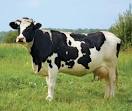 Free Download Cow Images