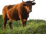 File:PikiWiki Israel 7210 Bovine.JPG - Wikimedia Commons