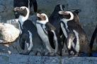 African Penguin - Mystic Aquarium