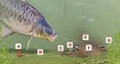 In-line Method feeder rig