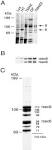 ScienceDirect.com - Neuron - The Mammalian Brain rsec6/8 Complex