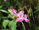 its seductive flowers and - via Daymix