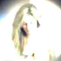 erin andrews peephole pics