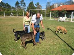 Saiba o que fazer com seu animal de estima&ccedil;&atilde;o na hora de viajar ...