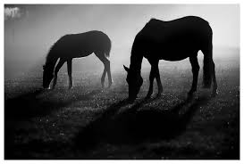 Grasende Pferde - Bild \u0026amp; Foto von Uwe Jungherr aus Pferde, Esel ...