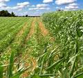 ARP :: Rotational Crops