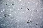 Otter Tracks on the - via Daymix