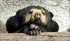 Global warming | Bears in danger of extinction | The Sun |News|Green