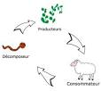 Écologie : Les écosystèmes - Ecologie et biologie expliquées aux ...
