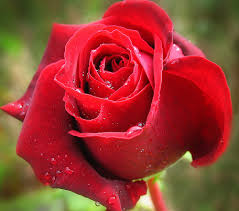 [صورة: images?q=tbn:ANd9GcTvG6WlXJnXG2peRNB9upc...NHGk7sxs5A]