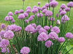 Chives - Wikipedia, the free encyclopedia
