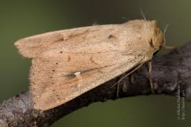 Attēlu rezultāti vaicājumam “Mythimna ferrago”