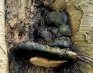 Infection causes cankers (bark infections) which bleed a dark or reddish- - via Daymix