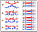 Crossing Over, Significance of Crossing Over | Tutorvista.