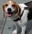 Beagle Information, Pictures of Beagles | Dogster