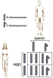 The Biology Project: Human Biology