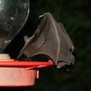 Tucson's Hummingbird Feeder Bats - The Firefly Forest
