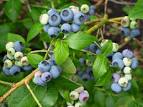 Ericaceae | <b>Vaccinium</b>