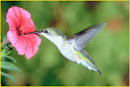 PollinatorLIVE  A Distance Learning Adventure National Standards