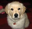 Barney the Golden Retriever
