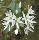 A beautiful, delicate, star-like flower in close up. - via Daymix