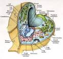 plant cell