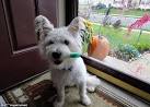 S*** My Pets Ruined: Animal lovers reveal the damage their pets ...