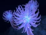 Anemones Wallpapers, free Anemones wallpaper