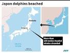 Around 150 dolphins beach in Japan | Daily Mail Online