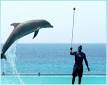 ABC Dolphin Trainer Academy, become a Dolphin Trainer with us ...
