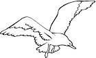 Seagull coloring page