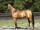 Akhal-Teke horse breed information