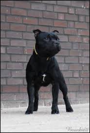 Staffordshirebullterrier - pedigree database - Dynamic Black Onix Love Over Gold -- detailed information - img5079140a3a9fd.jpg_400