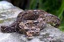 Boa constrictor photos