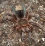 File:Grammostola.rosea.with.hair.patch.jpg - Wikipedia, the free ...