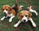 Beagle dogs - Dogs Photo (21180083) - Fanpop fanclubs