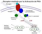 <b>Receptores</b> para <b>Hormonas</b>