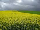 Crops change and storm clouds - via Daymix