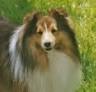 sheltie.jpg