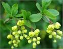 Berberis Vulgaris Seeds