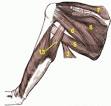 250px-Arm_muscles_back_numbers.png